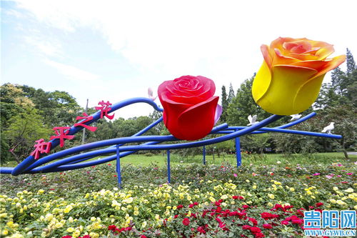 花溪公園精品月季展 獻禮建黨百年華章